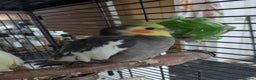 Cockatiels birds for sale: Bonded pair of cockatiels  - Advert 3