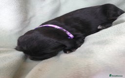 Cocker Spaniel dogs for sale: Working cocker spaniel puppies  - Advert 10