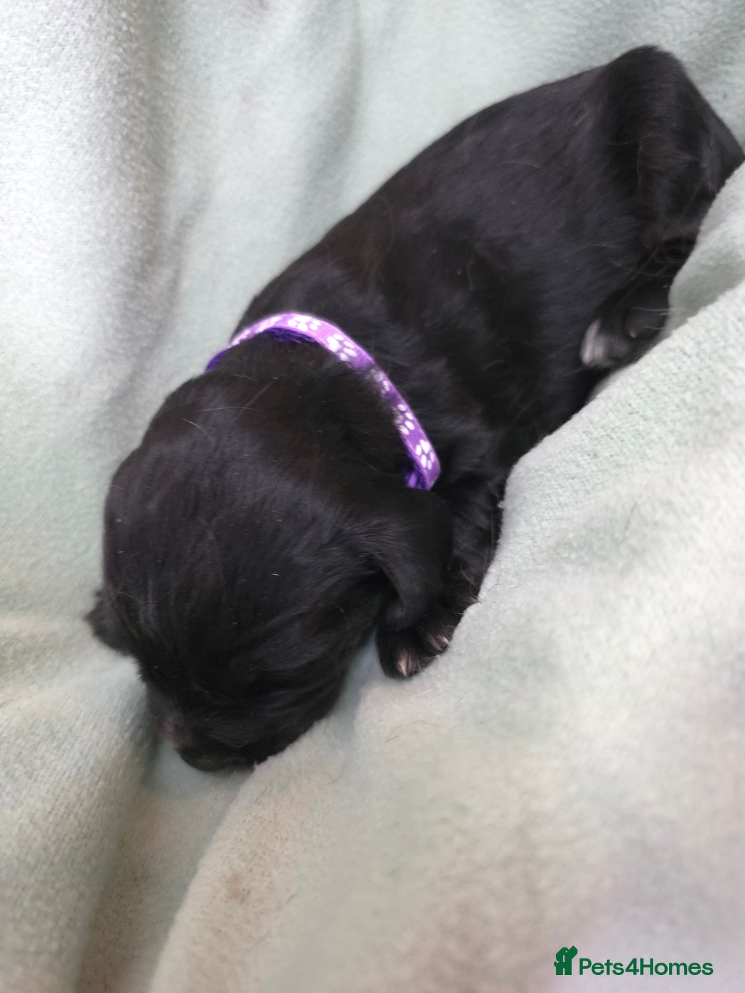 Cocker Spaniel dogs for sale: Working cocker spaniel puppies  - Advert 10