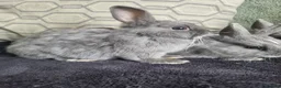 Netherland Dwarf rabbits for sale: Netherland dwarf rabbits for sale - Advert 5