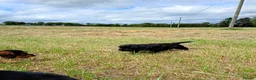 Mixed Breed dogs for sale: Beautiful litter of cockels  in Thirsk - Advert 22