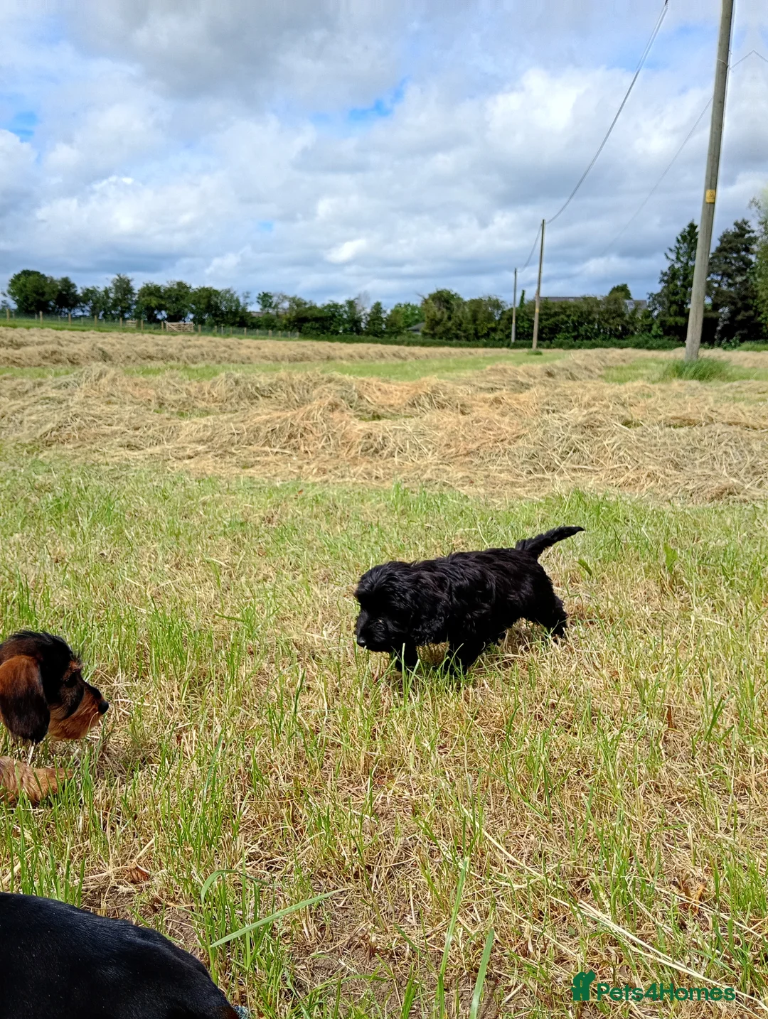 Mixed Breed dogs for sale: Beautiful litter of cockels  in Thirsk - Advert 22