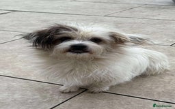 Mixed Breed dogs for adoption: 🐾 Ary 🐾 - Advert 1