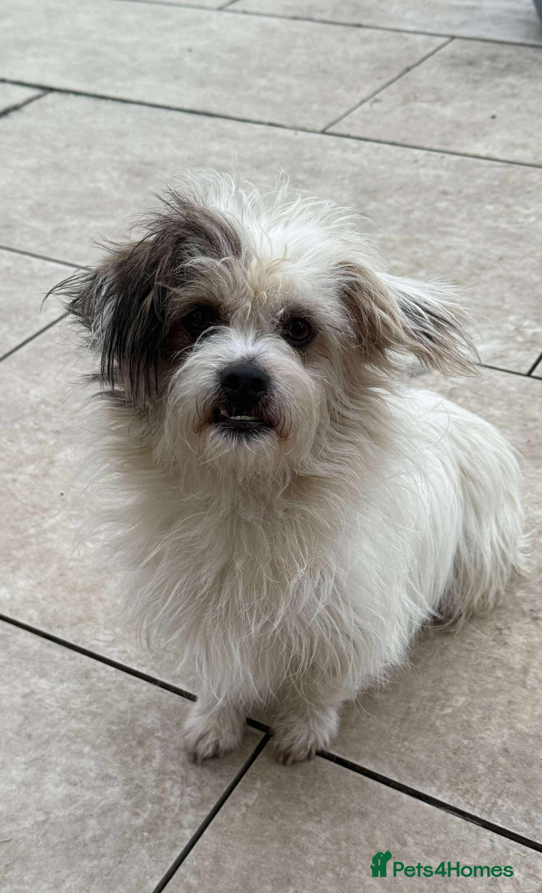 Mixed Breed dogs for adoption: 🐾 Ary 🐾 - Advert 1