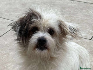 Mixed Breed dogs 🐾 Ary 🐾 - Advert 6