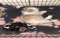 Lhasapoo dogs for sale: 9 stunning lhasapoo’s  - Image 4