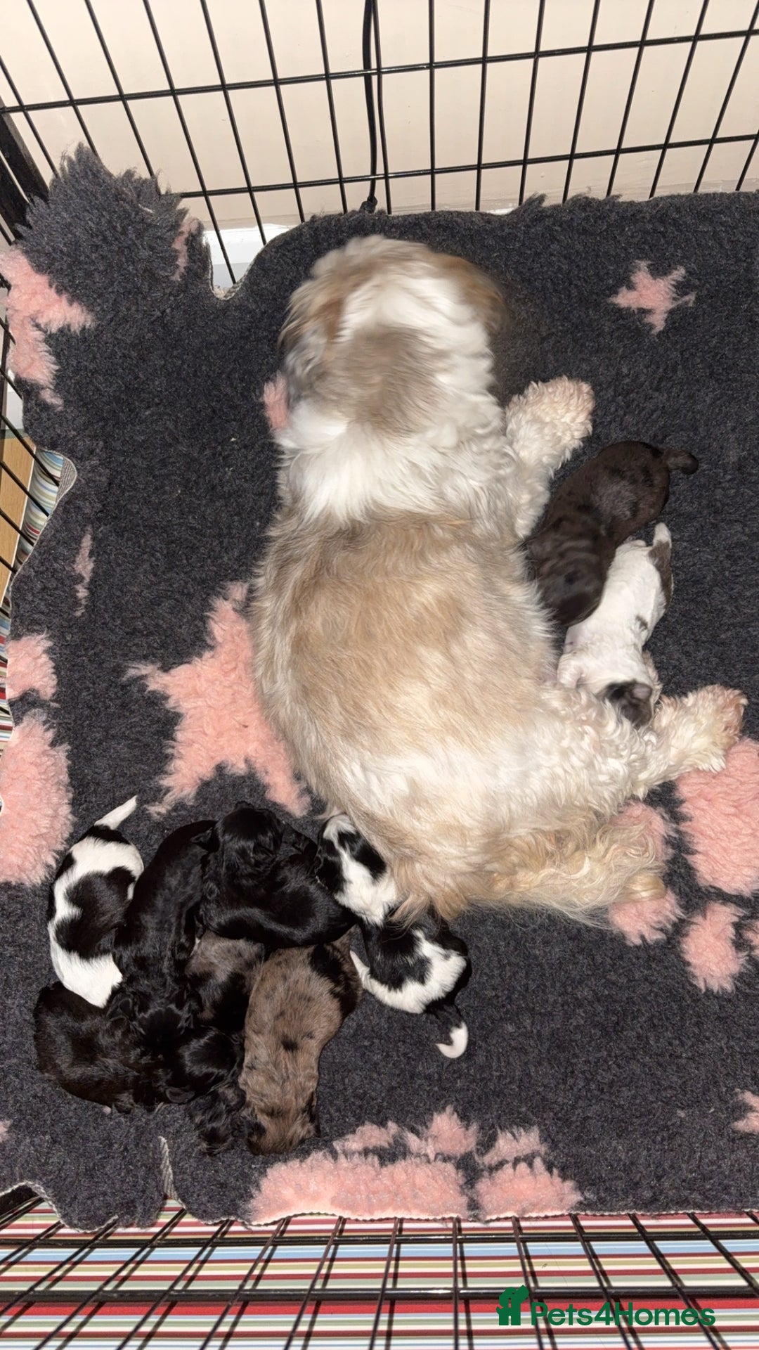 Lhasapoo dogs for sale: 9 stunning lhasapoo’s  - Image 4