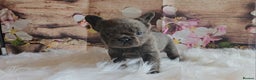 French Bulldog dogs for sale: Welcome to the Full Fluffy Crew. NO PAYMENT PLANS! - Advert 8