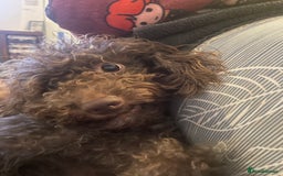 Cockapoo dogs for sale: Cockapoo pups 🐶 health screened parents  - Image 6