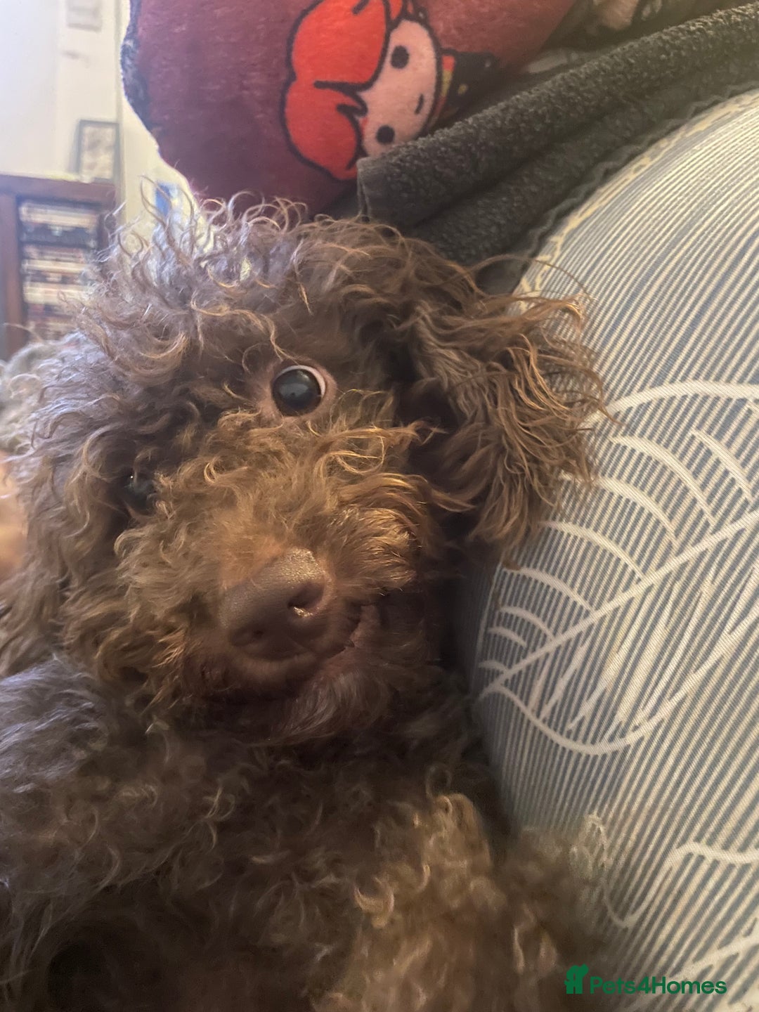 Cockapoo dogs for sale: Cockapoo pups 🐶 health screened parents  - Image 6