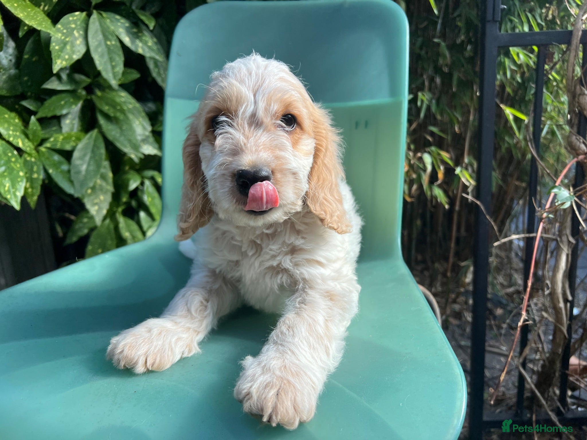 Cockapoo dogs F1 Roan Cockapoo-health tested,full refund guarant - Advert 2