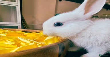 Netherland Dwarf rabbits - Advert 3