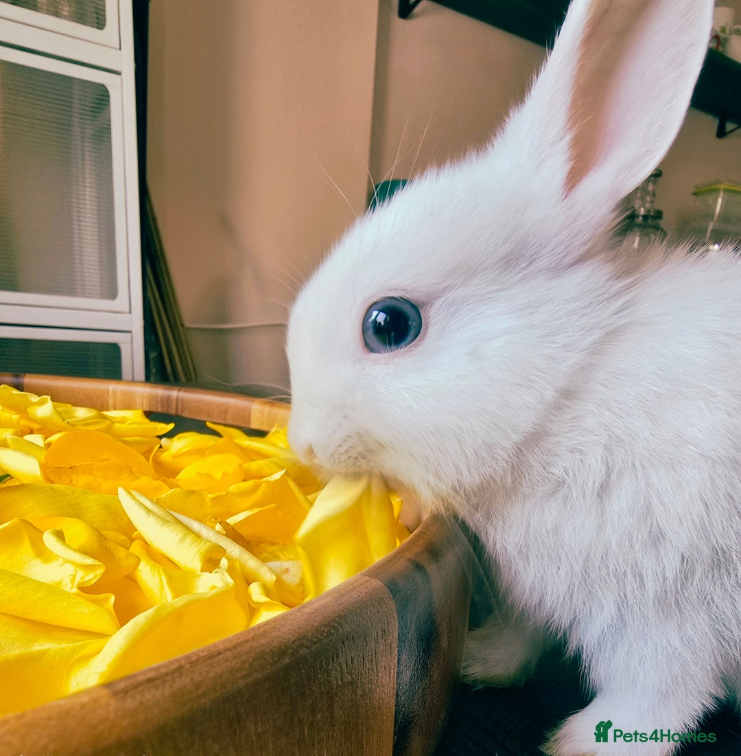 Netherland Dwarf rabbits for sale: Three White Netherland Dwarf Baby Rabbits - Image 2