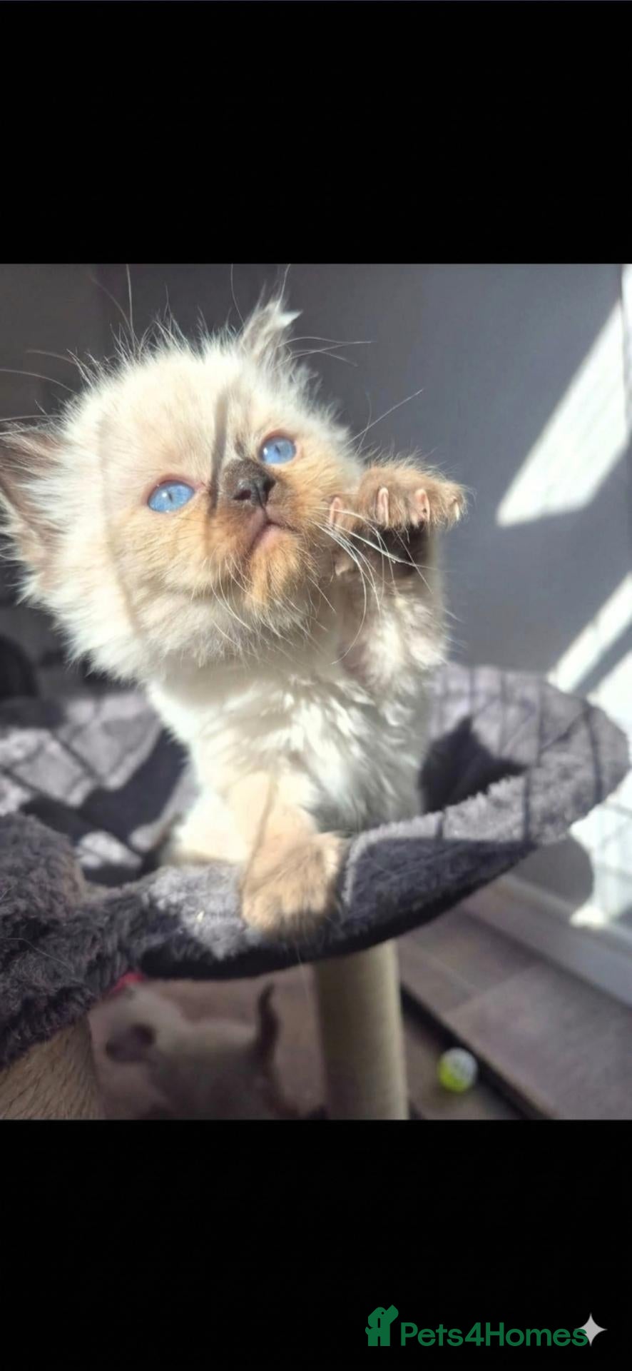 Ragdoll cats seal point & chocolate Ragdoll kittens - Advert 3