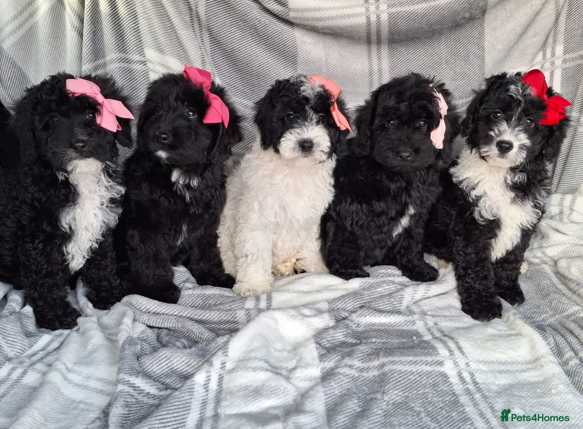 Sproodle dogs Adoreable f1b miniature sproodle puppies. - Advert 1