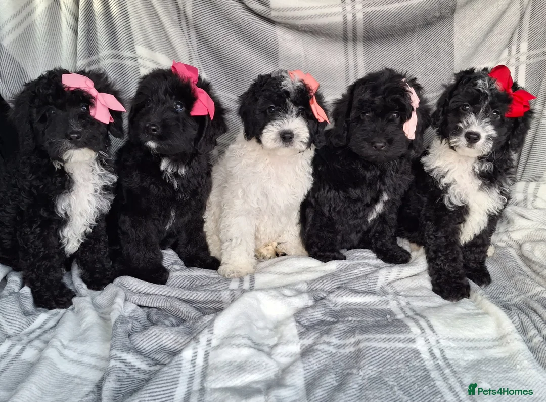 Sproodle dogs for sale: Adoreable f1b miniature sproodle puppies. - Advert 1