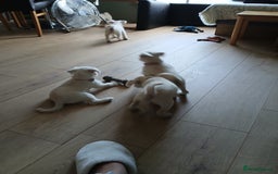 Miniature Schnauzer dogs for sale: Adorable white schnauzer puppy-last one left now  - Image 15