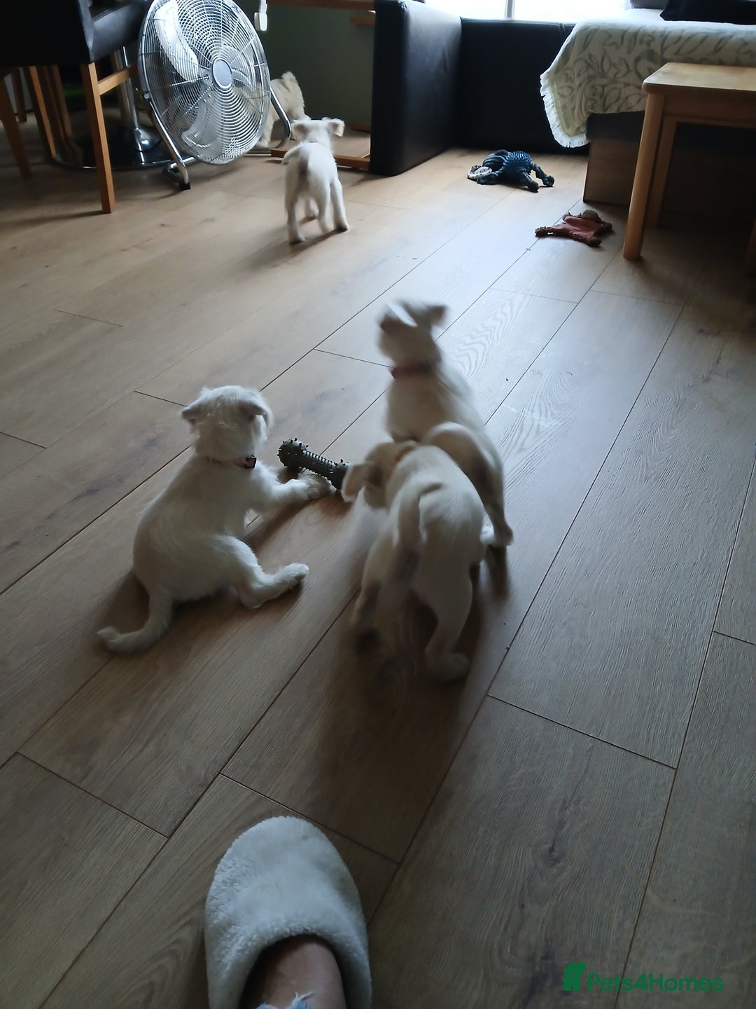 Miniature Schnauzer dogs for sale: Adorable white schnauzer puppy-last one left now  - Image 15