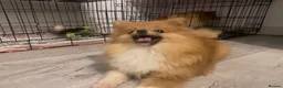 Pomeranian dogs for sale: 9 month old Pomeranian adorably happy  - Advert 6
