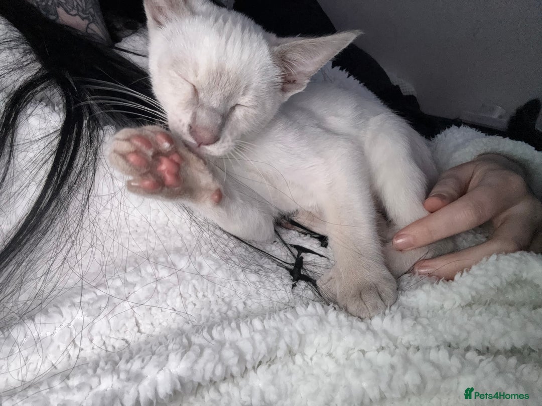 Siamese cats for sale: oriental siamese male - Advert 3