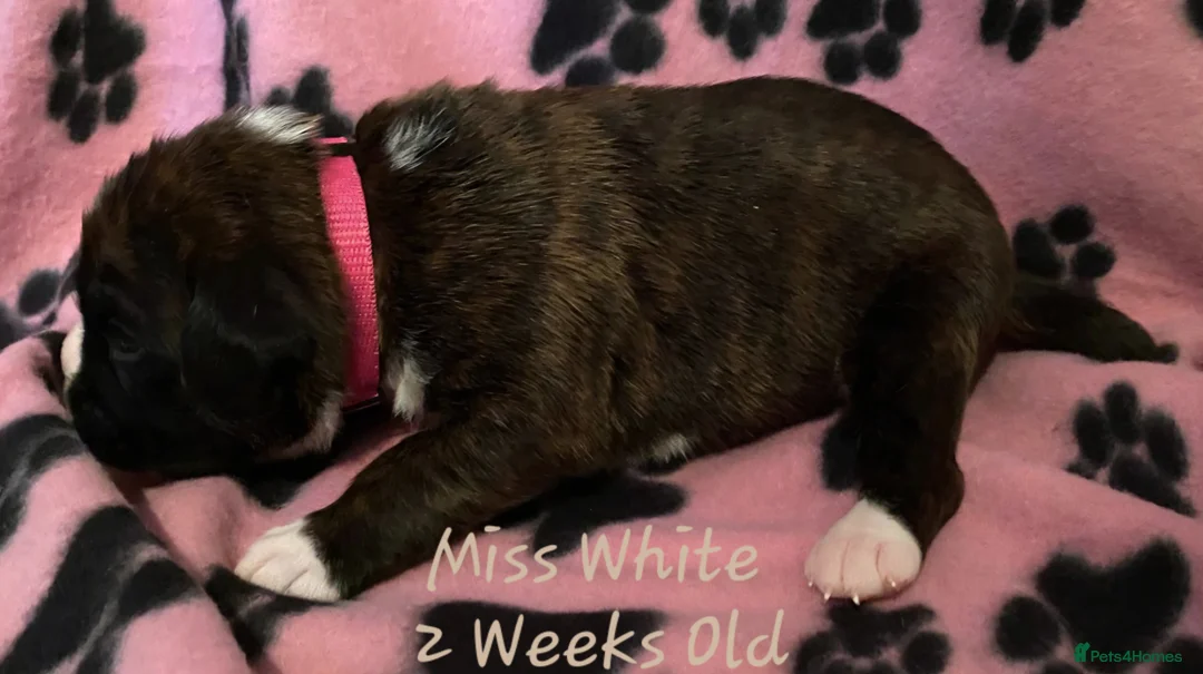 Boxer dogs for sale: 3 Brindle Puppies Available - Advert 11