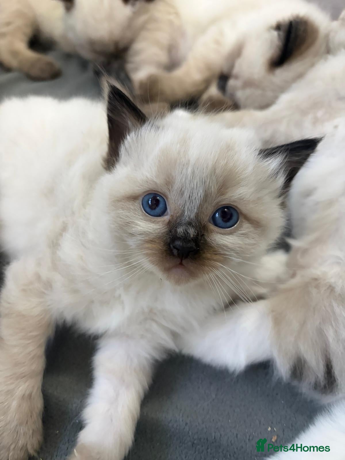 Ragdoll cats Beautiful Ragdoll type kittens HCM and PKD clear - Advert 18