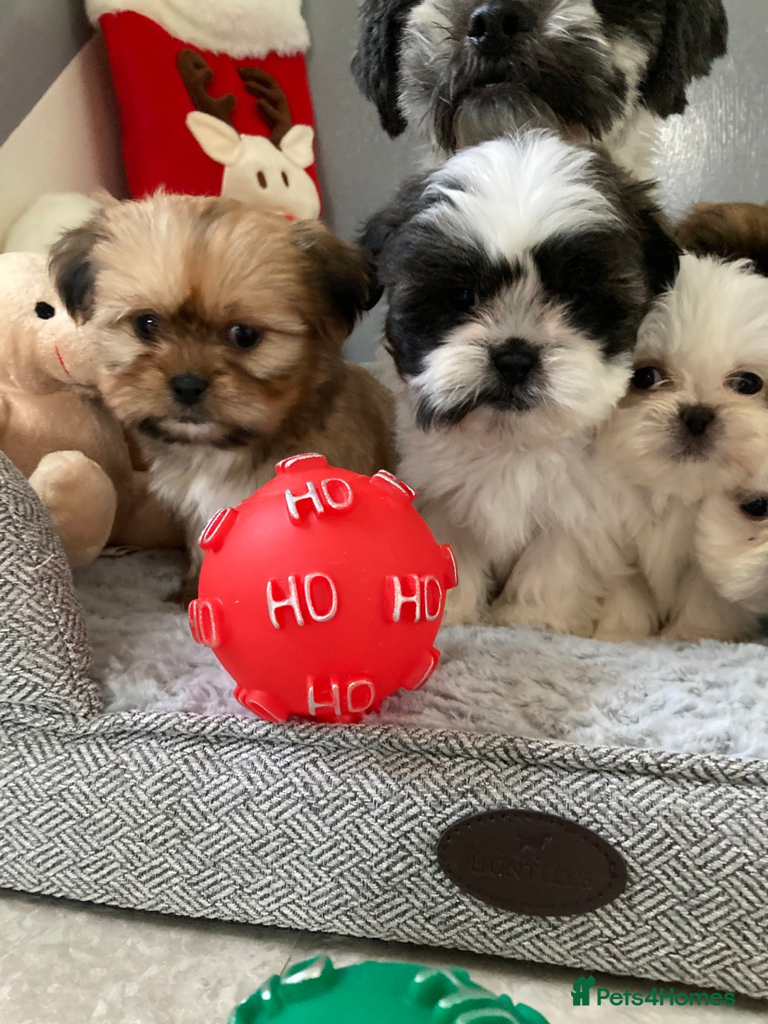 Shih Tzu dogs for sale: Beautiful Shiah tzu puppies  - Advert 3