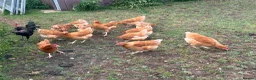 Chickens poultry for sale: Hatching eggs , day old chicks , growers and layer - Advert 2