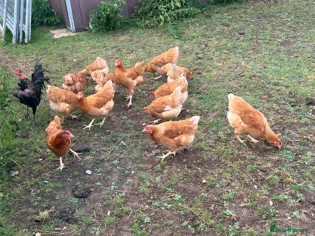 Chickens poultry for sale: Hatching eggs , day old chicks , growers and layer - Advert 2