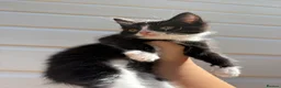 Mixed Breed cats for sale: Beautiful kittens  - Advert 3