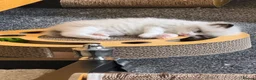 Ragdoll cats for sale: Male Mitted Seal Point Ragdoll Kitten - Advert 5