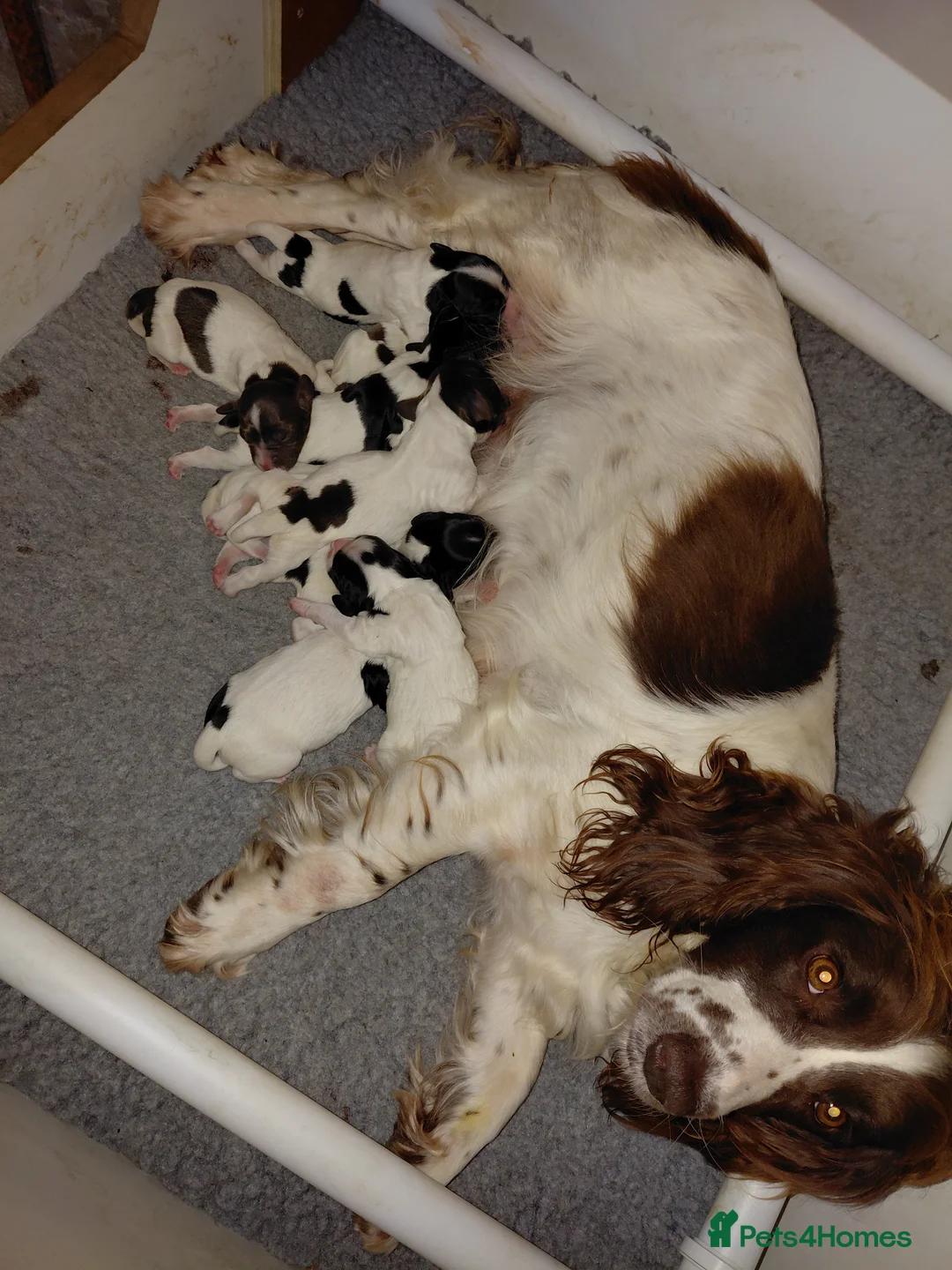 English Springer Spaniel dogs for sale: English Springer Spaniel pups in Swansea - Advert 2
