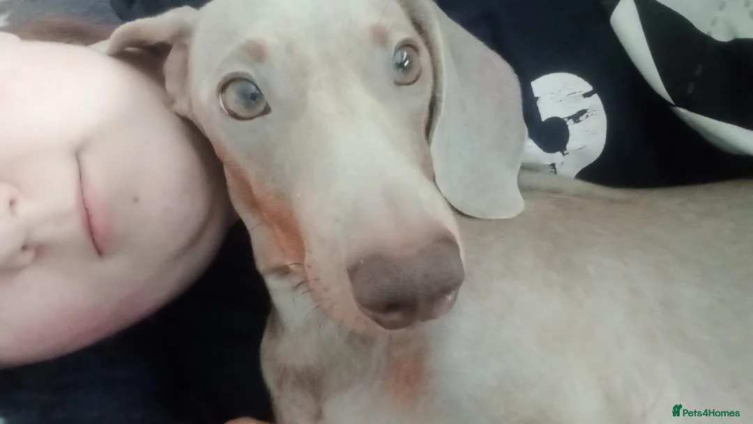 Miniature Dachshund dogs for sale: Mini dachshund - Advert 1