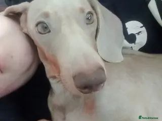 Miniature Dachshund dogs Mini dachshund - Advert 1