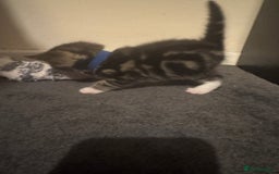 Mixed Breed cats for sale: Kittens for sale can go sept 7th - Image 5