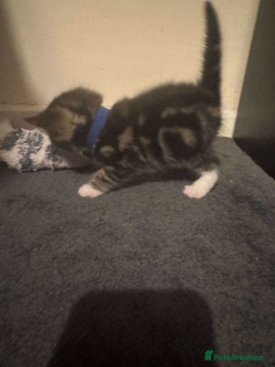 Mixed Breed cats for sale: Kittens for sale can go sept 7th - Image 5