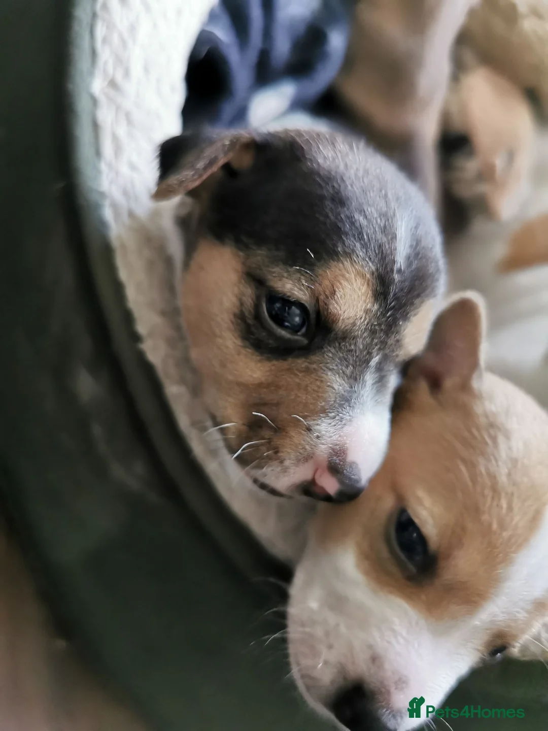 Jack Russell dogs for sale: 3x beautiful miniature Jack Russell Terriers - Advert 15