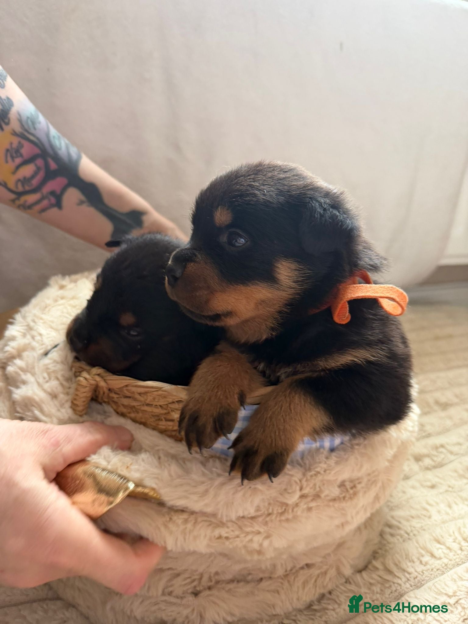 Rottweiler dogs  German Rottweiler puppies  - Advert 8