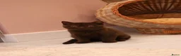 British Shorthair cats for sale: Ready Stunning Chocolate Champion bloodline BSH - Advert 9