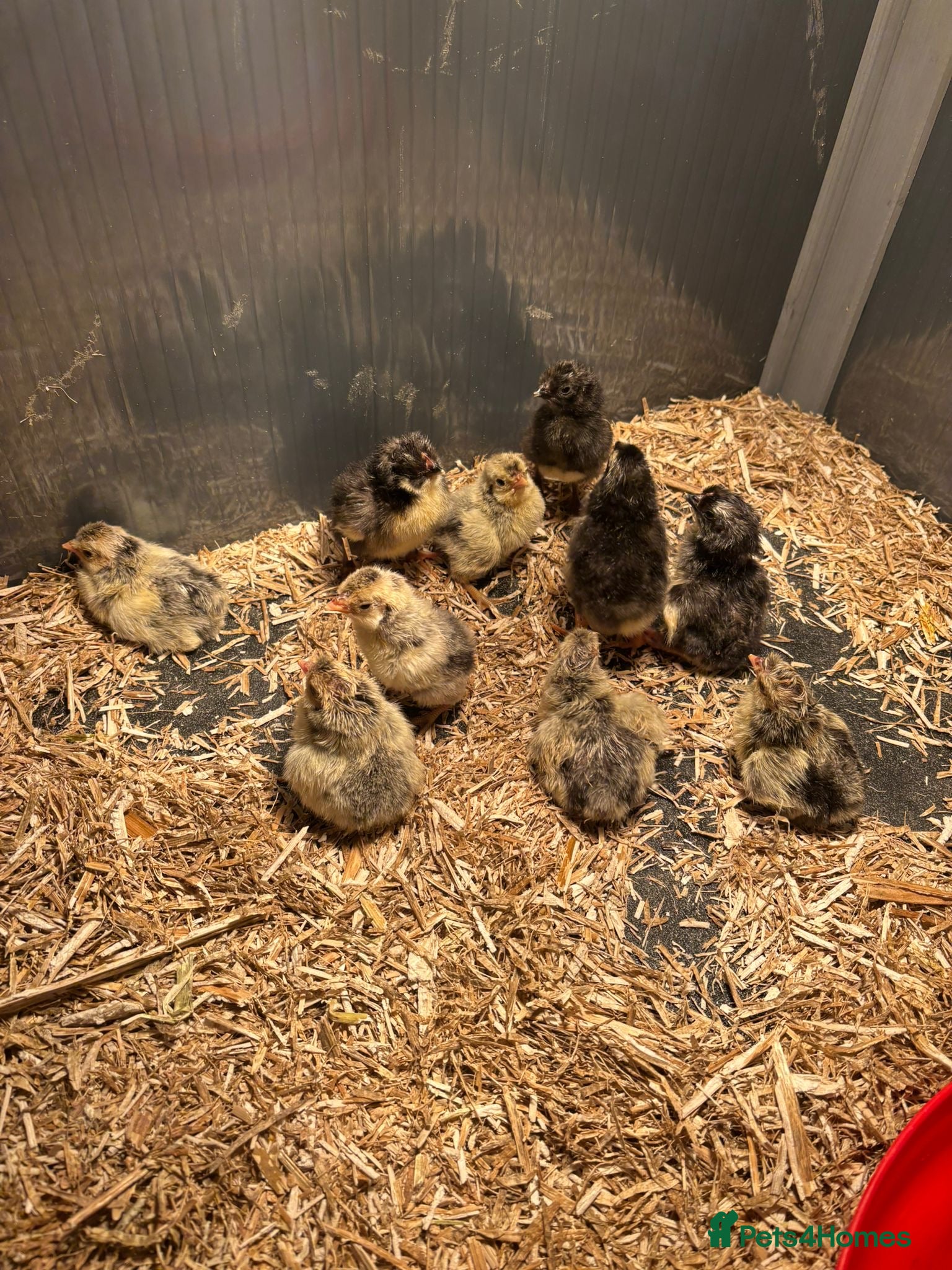 Chickens poultry Day old chicks, hatching eggs, runner ducklings - Advert 2