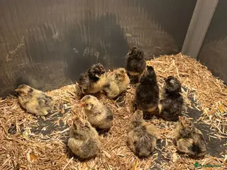 Chickens poultry Day old chicks, hatching eggs, runner ducklings - Advert 1