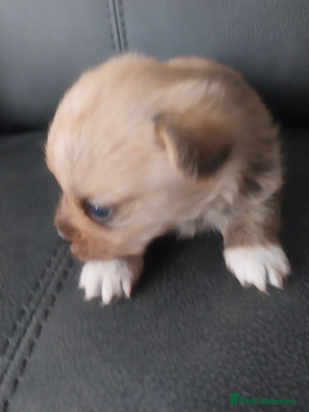Mixed Breed dogs for sale: Pomeranian/terriorx  - Image 2