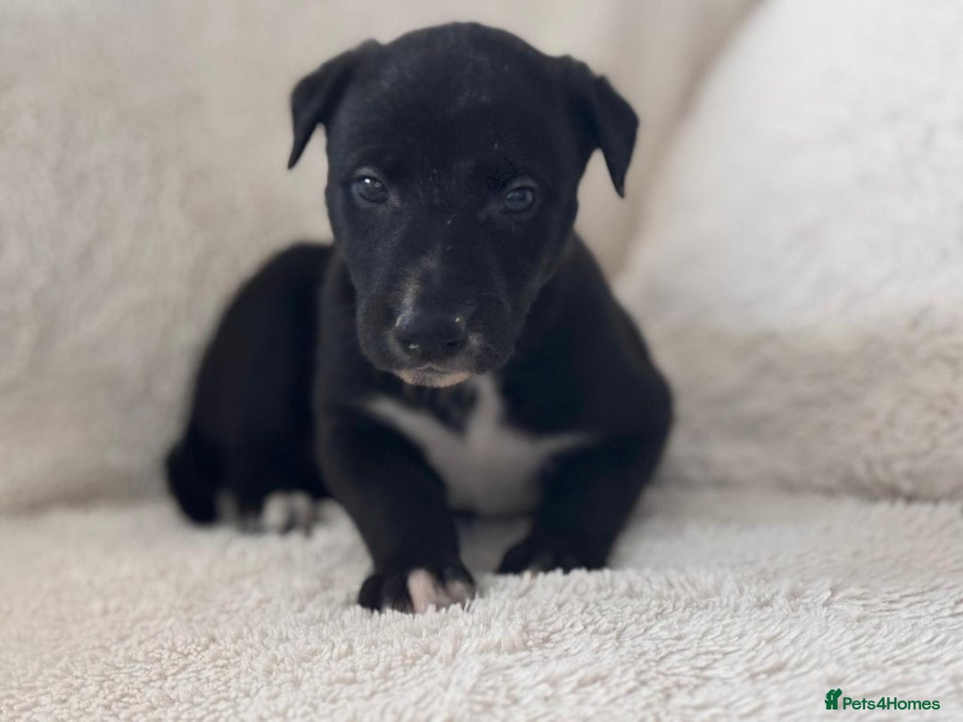 Whippet dogs for sale: Collie greyhound (GREYHOUND) - Image 8