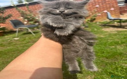 British Shorthair cats for sale: British short mix kitten  - Image 4