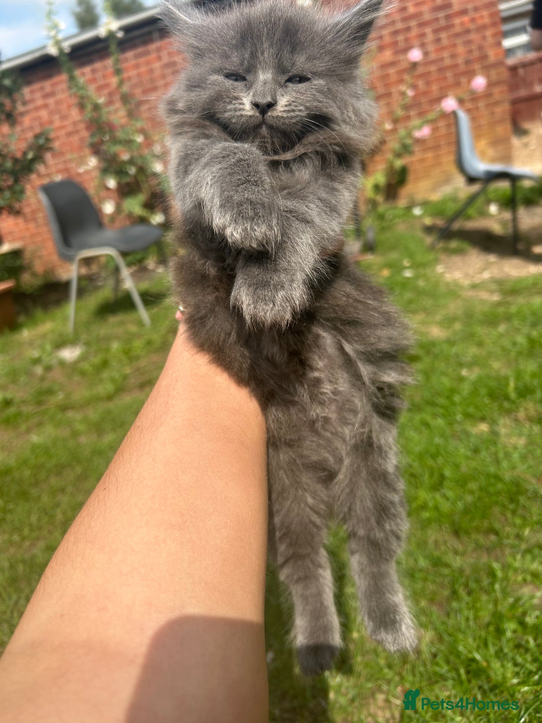 British Shorthair cats for sale: British short mix kitten  - Image 4