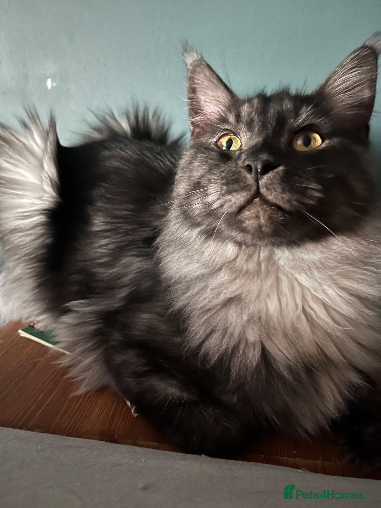 Maine Coon cats Mainecoon - Advert 10