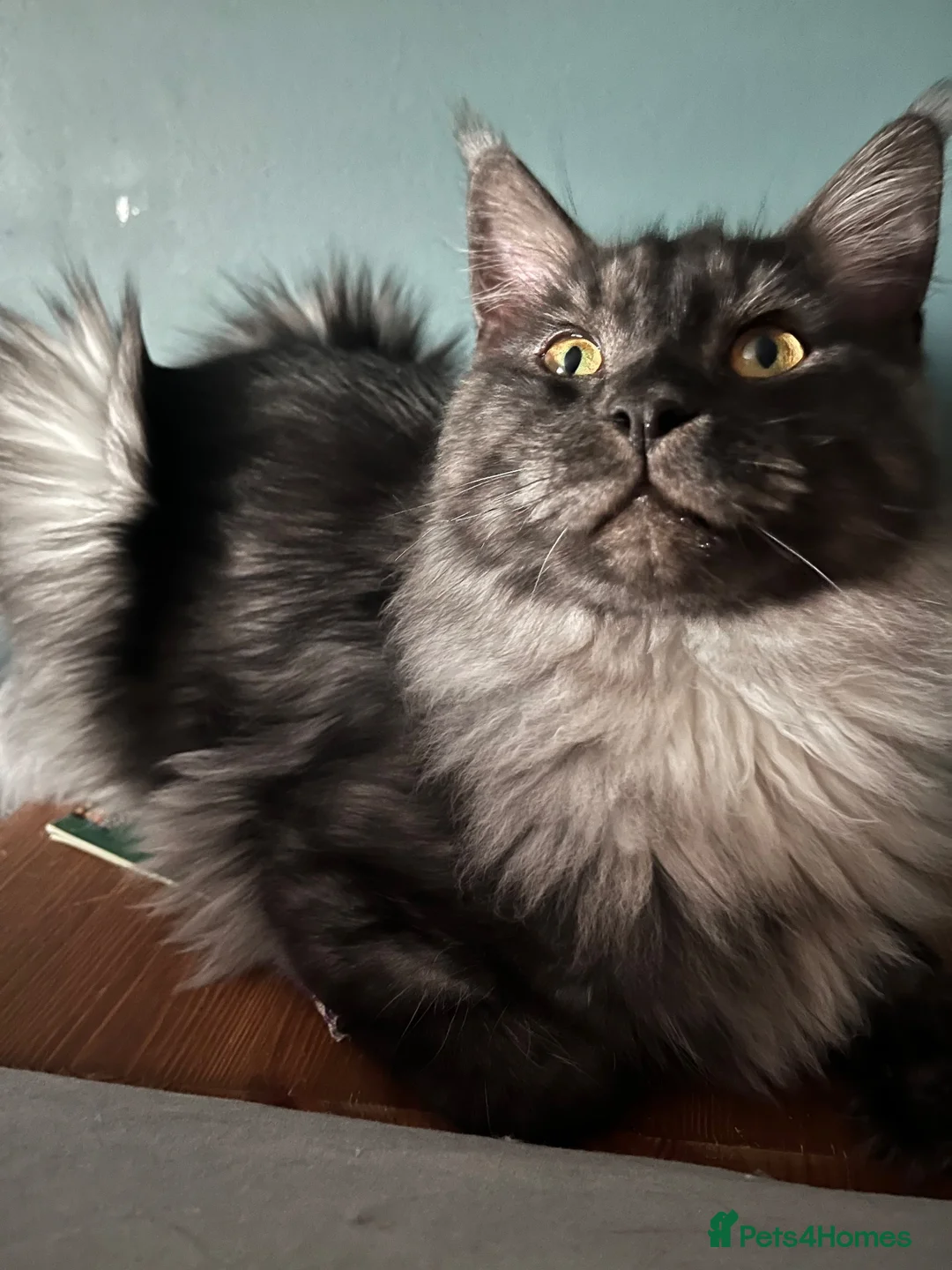 Maine Coon cats for sale: Mainecoon - Advert 1