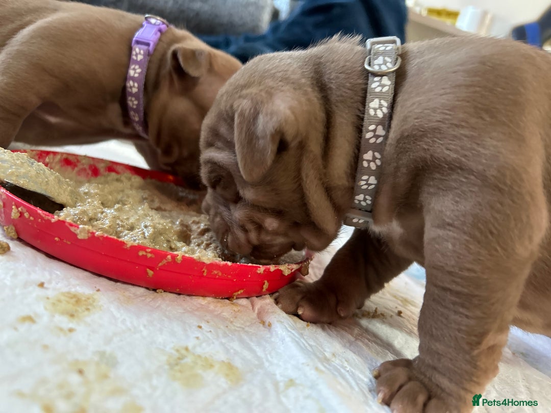 American Bully dogs for sale: Stunning pocket bullie’s  - Image 3