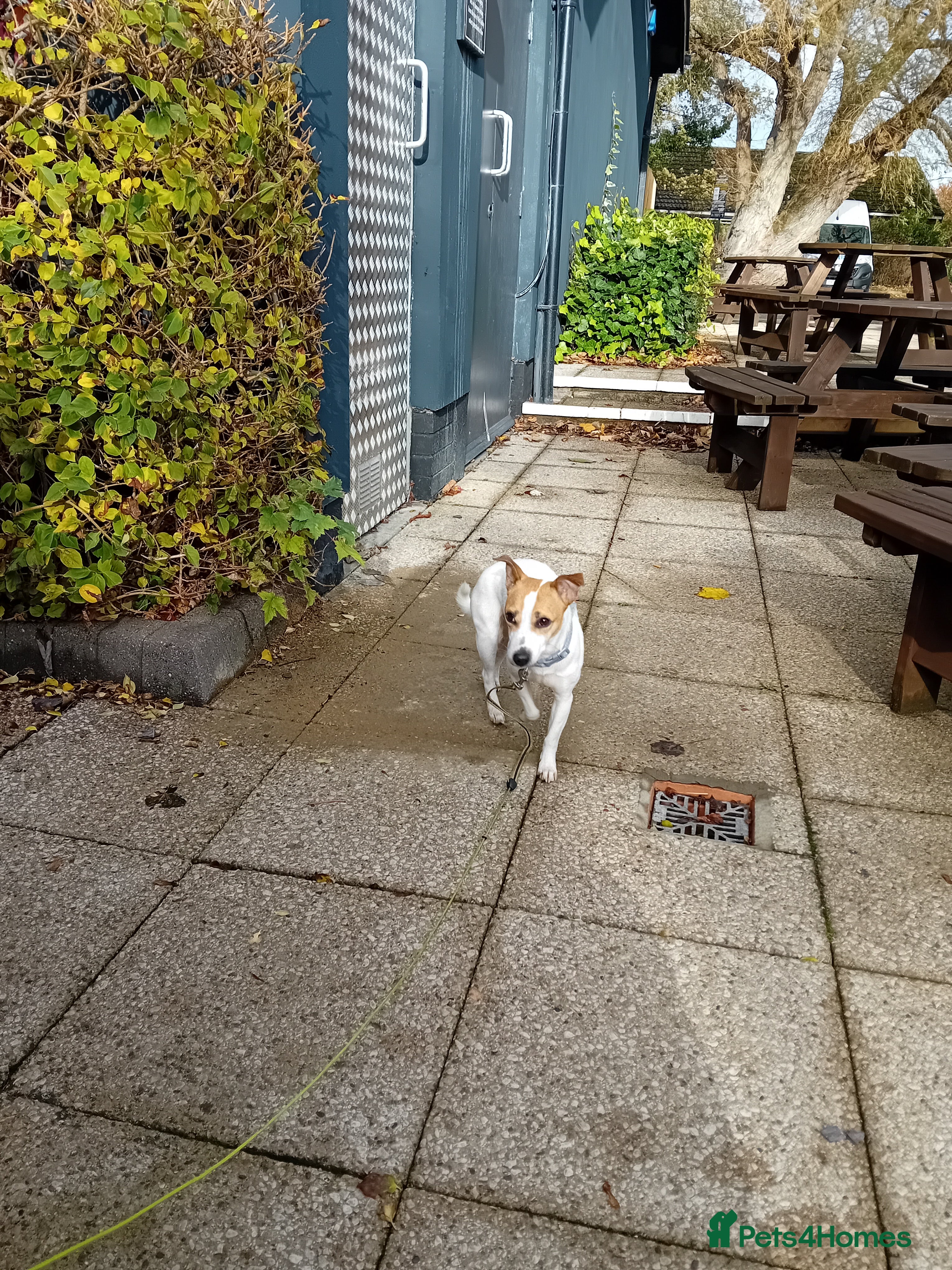 Jack Russell dogs Daisy 5 year old jack russell - Advert 4