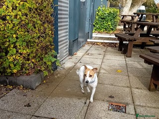Jack Russell dogs Daisy 5 year old jack russell - Advert 2